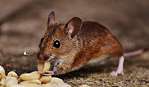 24 Hour & Emergency Exterminators in Bristol Merchandise Return, VA